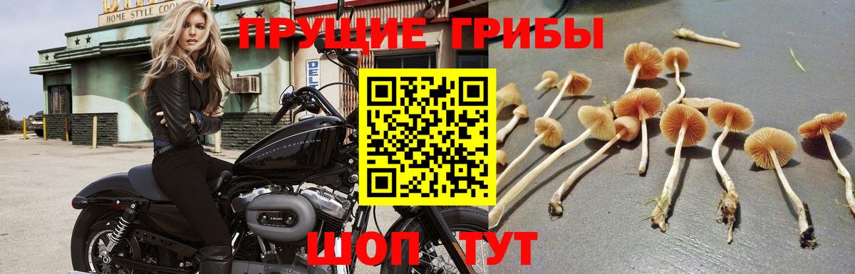 Санкт-Петербург  Псилоцибиновые грибы Magic Shrooms  Вход с VPN 